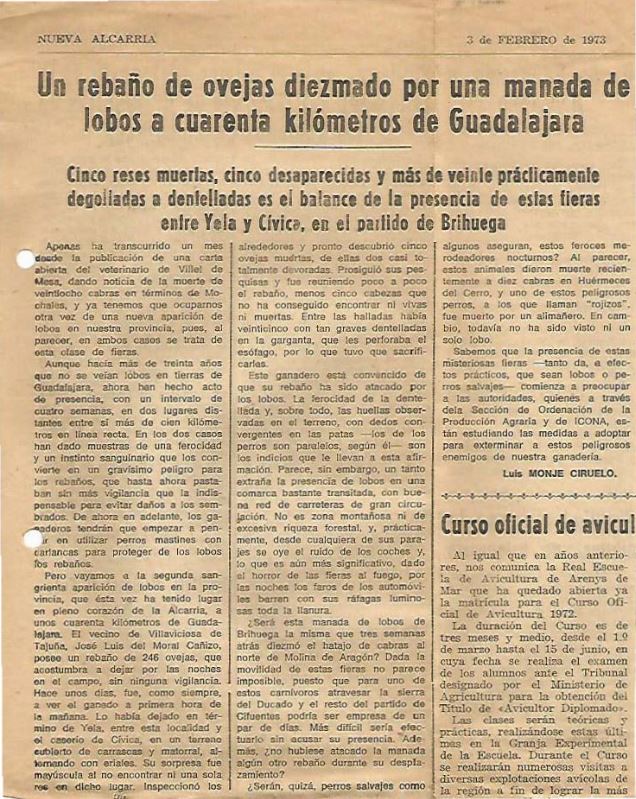 Un rebaño de ovejas diezmado por una manada de lobos a cuarenta kilómetros de Guadalajara