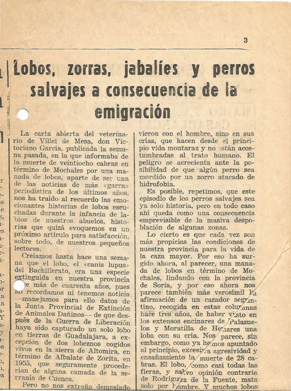 Lobos, zorras, jabalíes y perros salvajes a consecuencia de la emigración